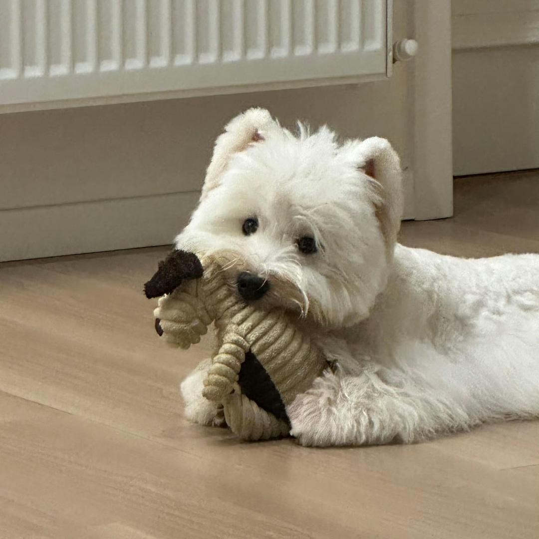 追求完美的玖壹（拒绝熬夜版）