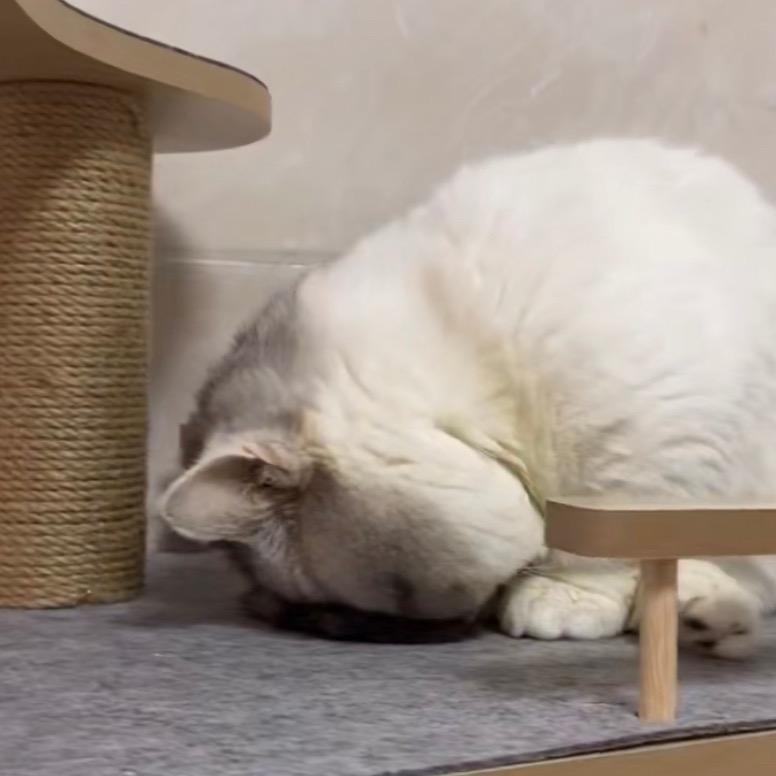 三三不是四