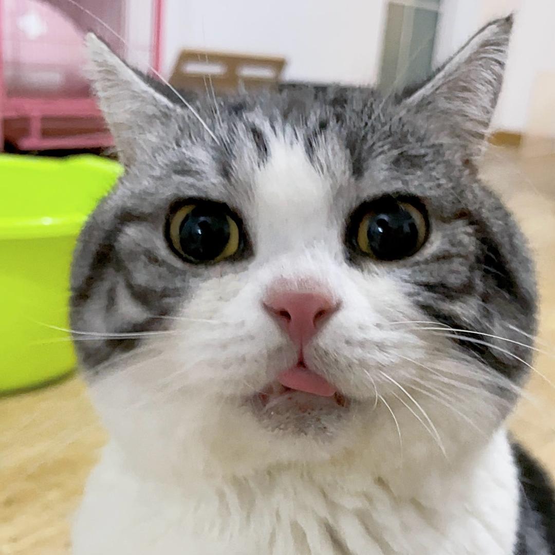 一望三喵