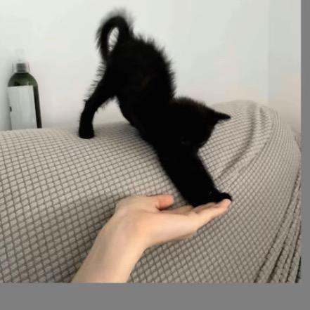 彭佳