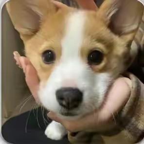 陆小果爱吃碳水😠