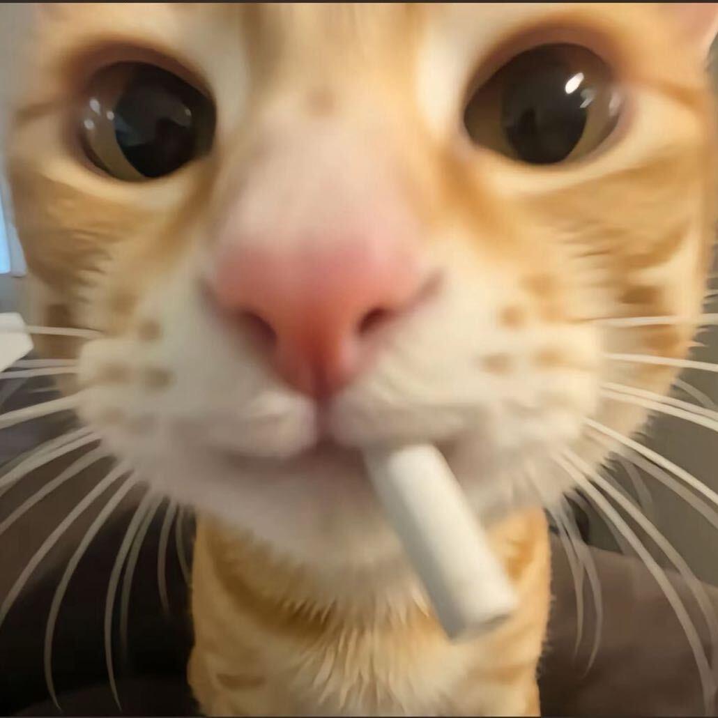 貓