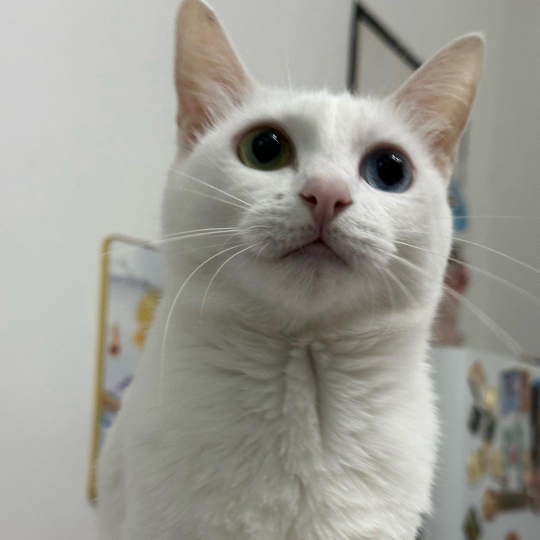 🐈二喵一汪