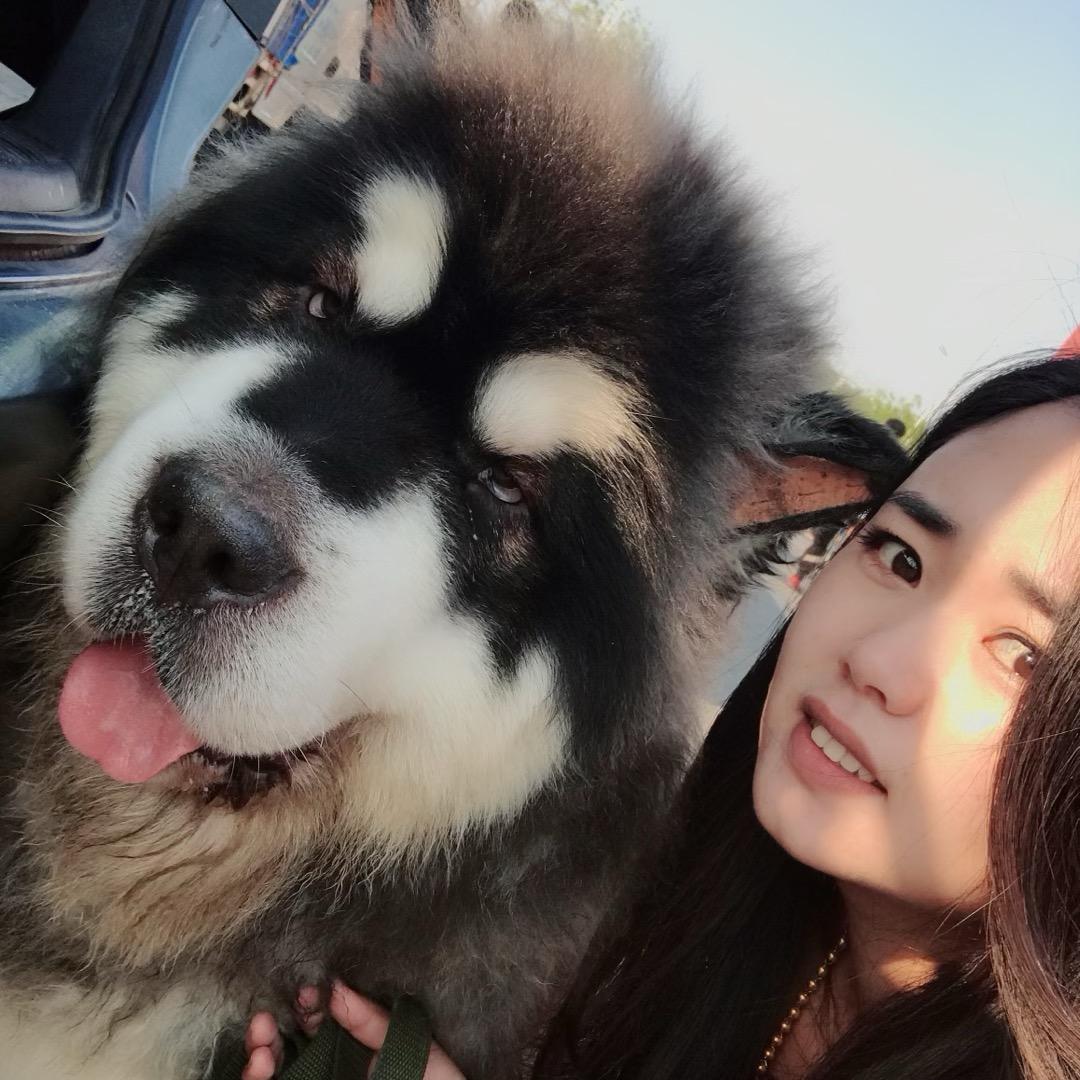 熊版阿拉斯加雪橇犬舅妈