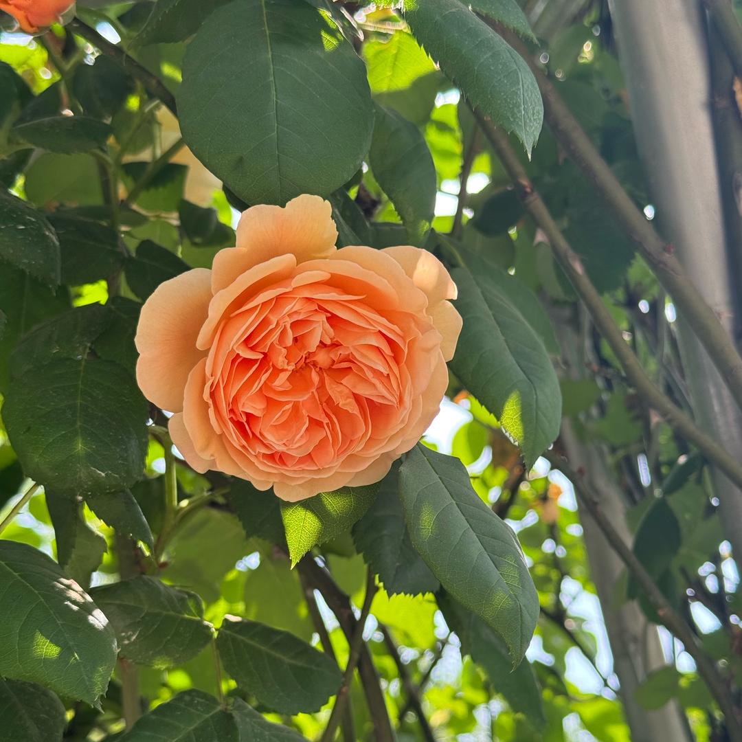 🌹三妹🍃