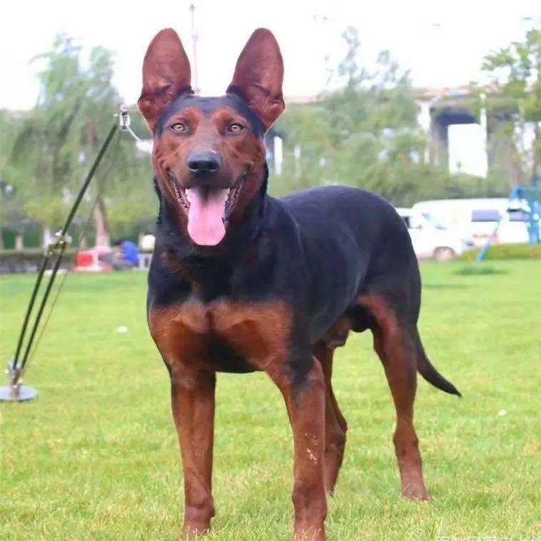 养殖基地莱州红红狼罗威娜纳