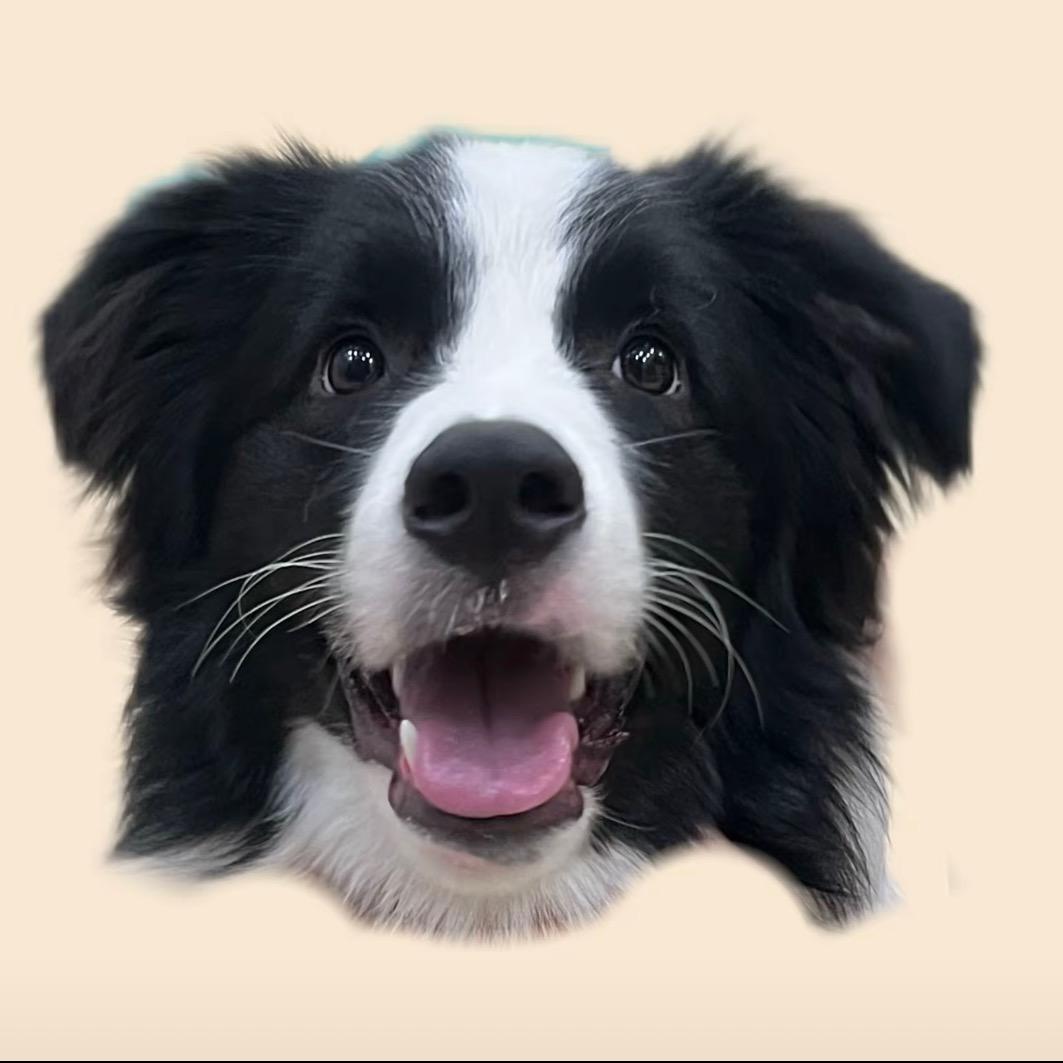 宁牧犬舍-边境牧羊犬
