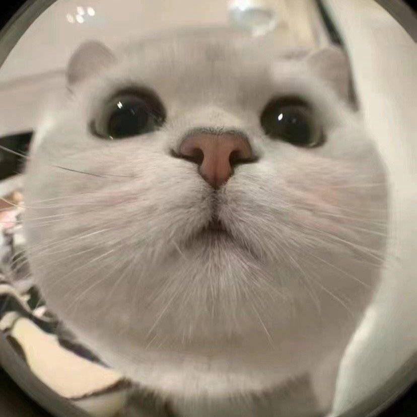 糖糖是只猫