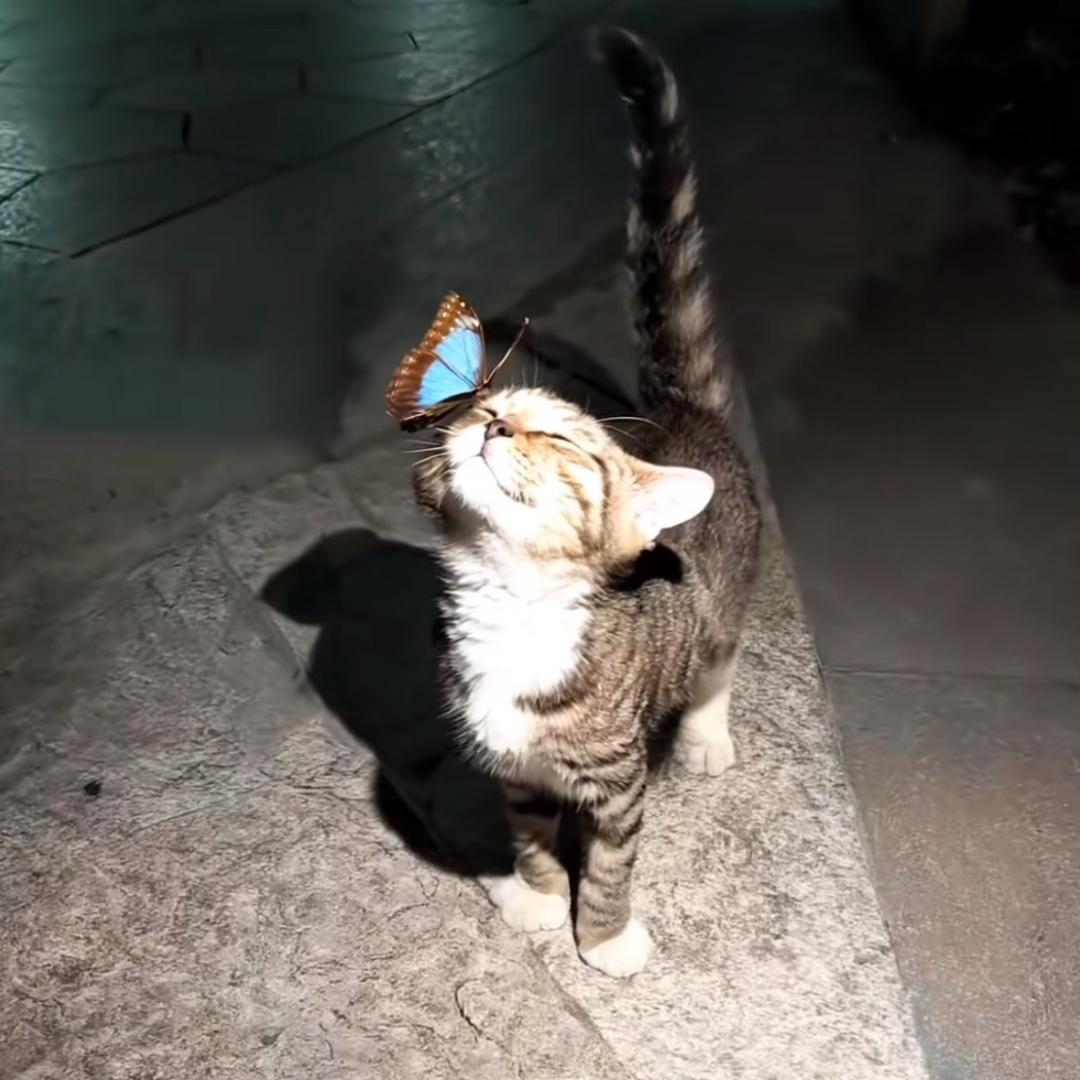 碎碎子
