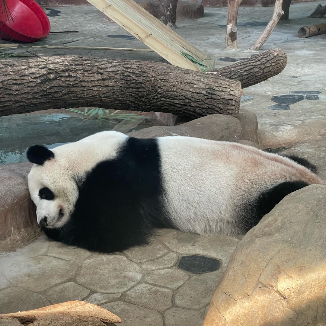 晖菇凉🐼