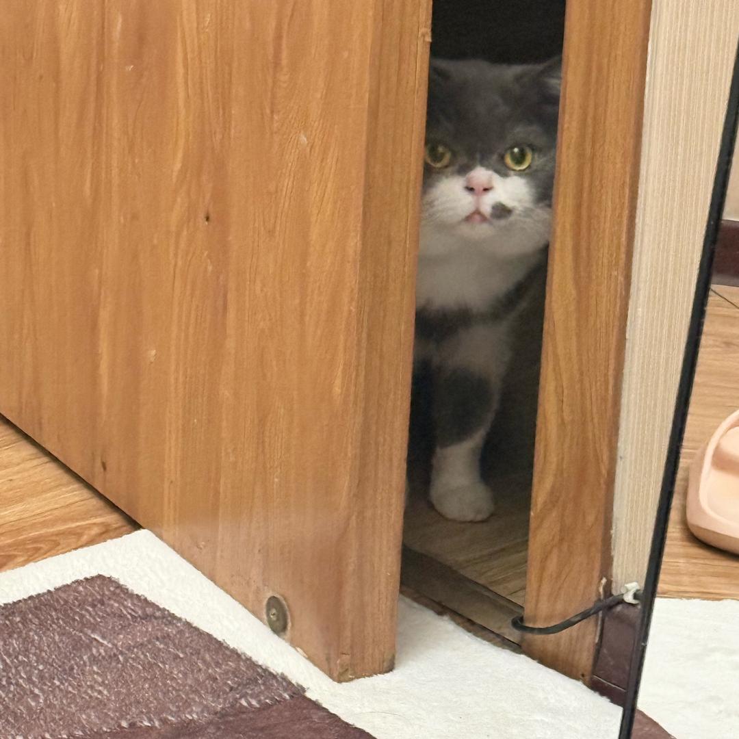 你是不是油猫饼
