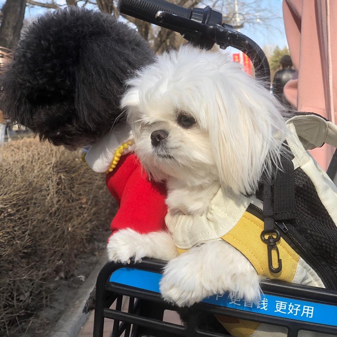 各拉丹东