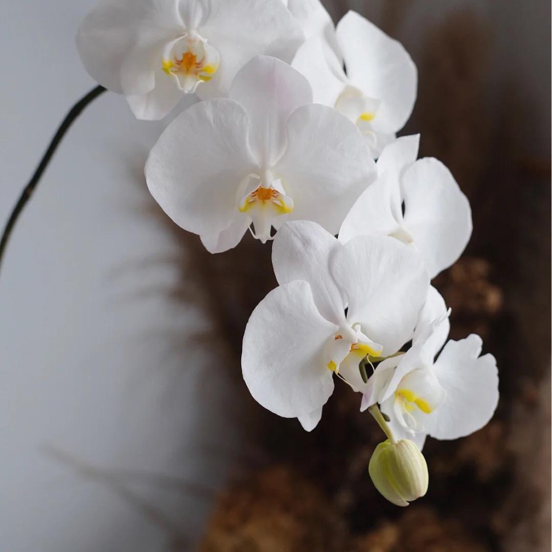 蝴蝶兰V3鲜切花基地