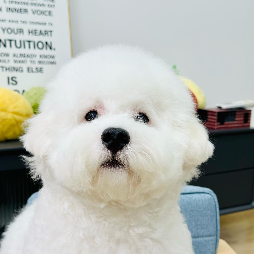 毛毛是比熊