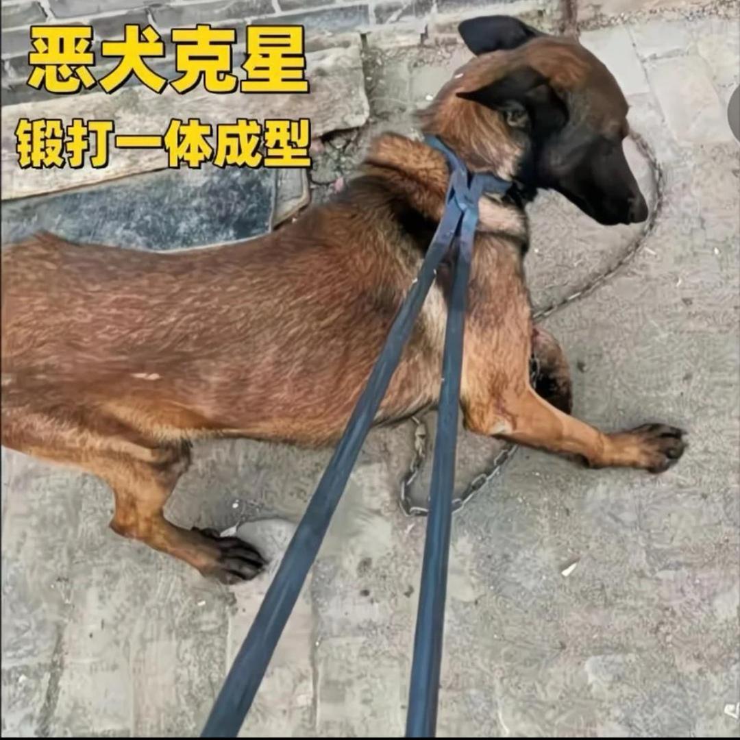 AAA全国套狗刘师傅