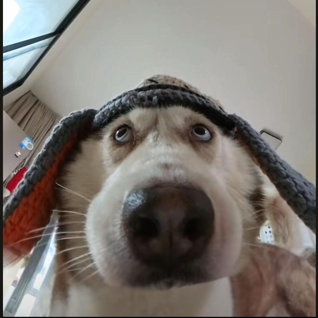 好物侦探吆