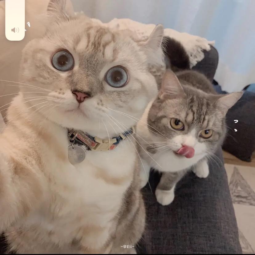 猫先生71711