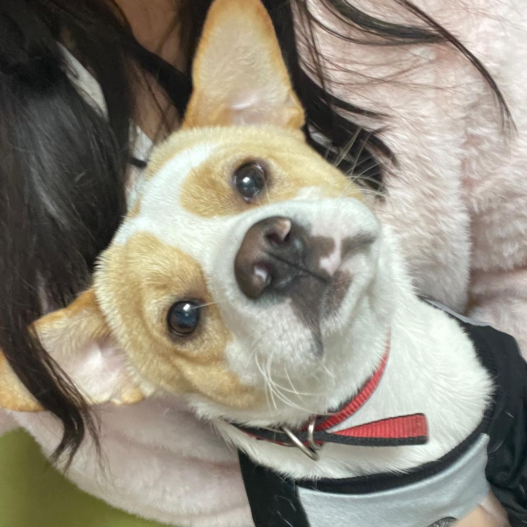 猛犬傻猪 （生人勿近）