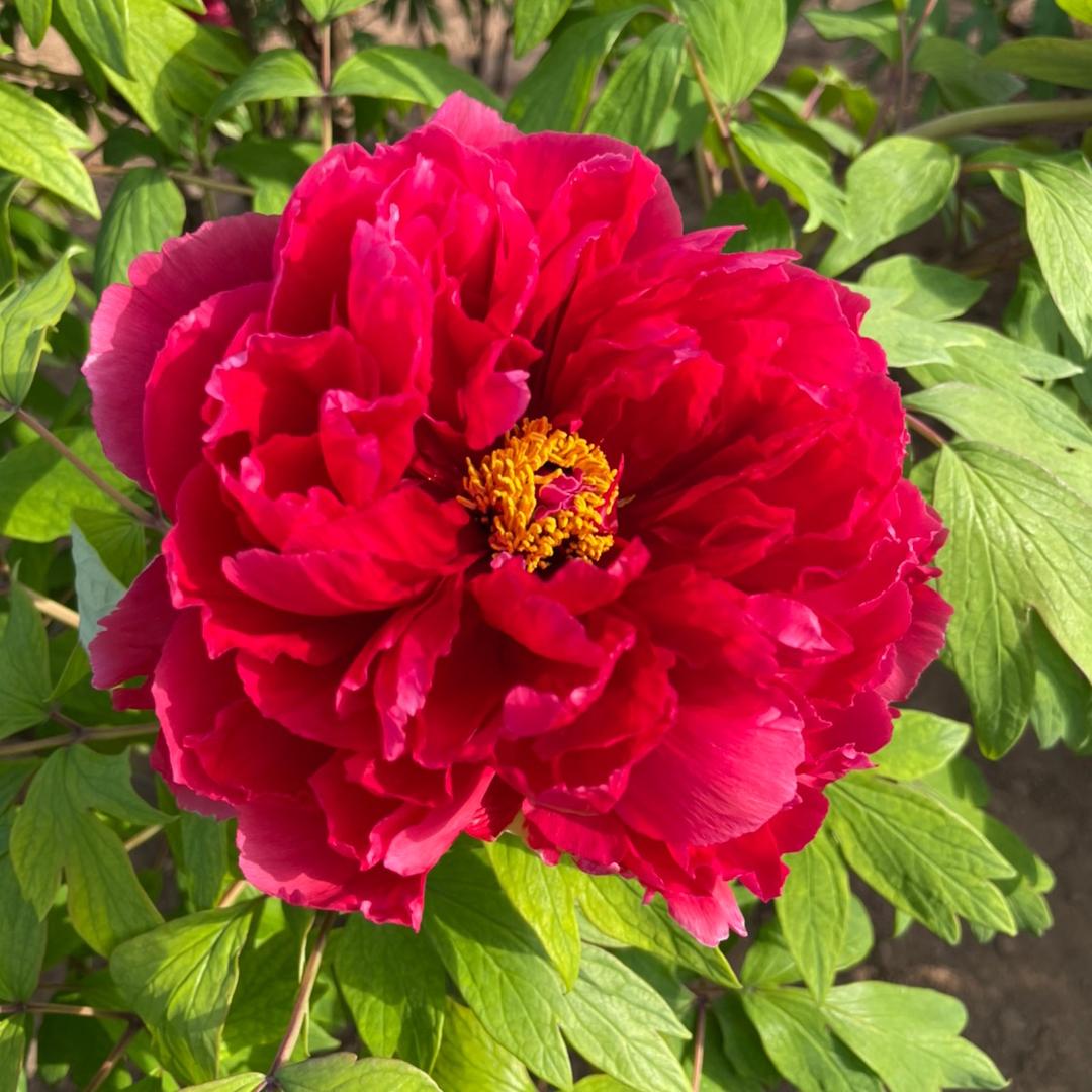 菏泽锦博牡丹芍药（老妹）