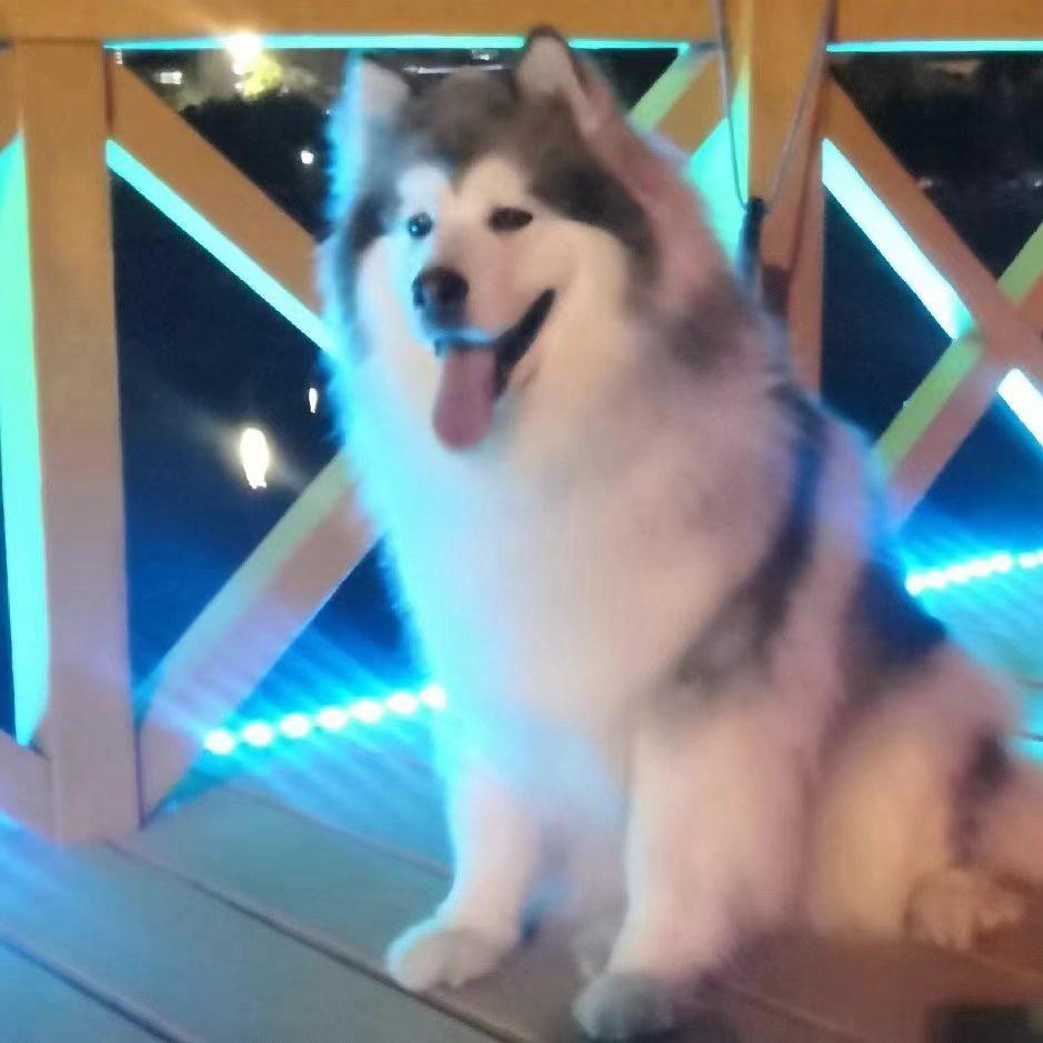 鑫鑫犬舍