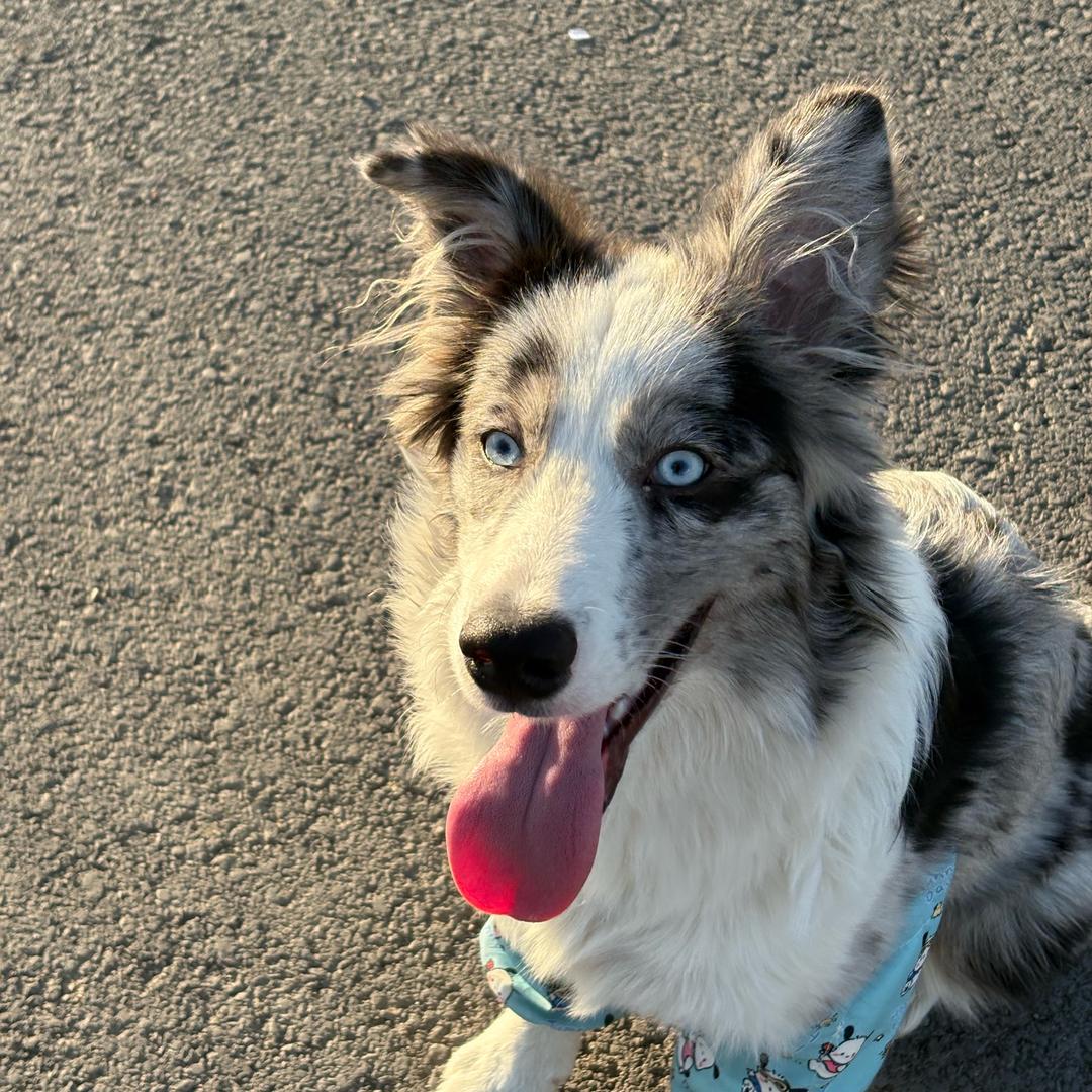 边牧塔塔的日常