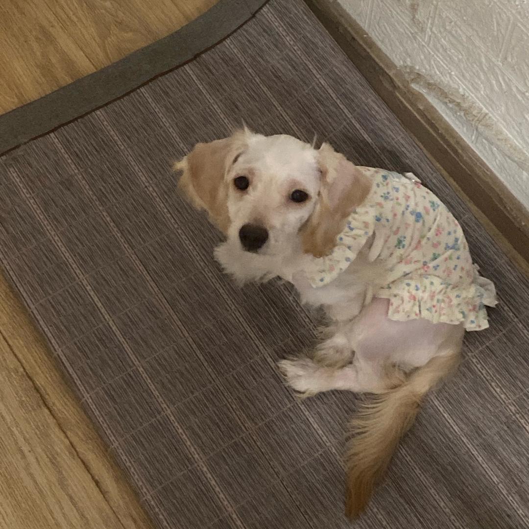 咯咯哒战斗鸡（吃谷版）