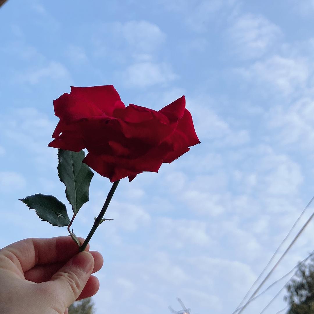 如花