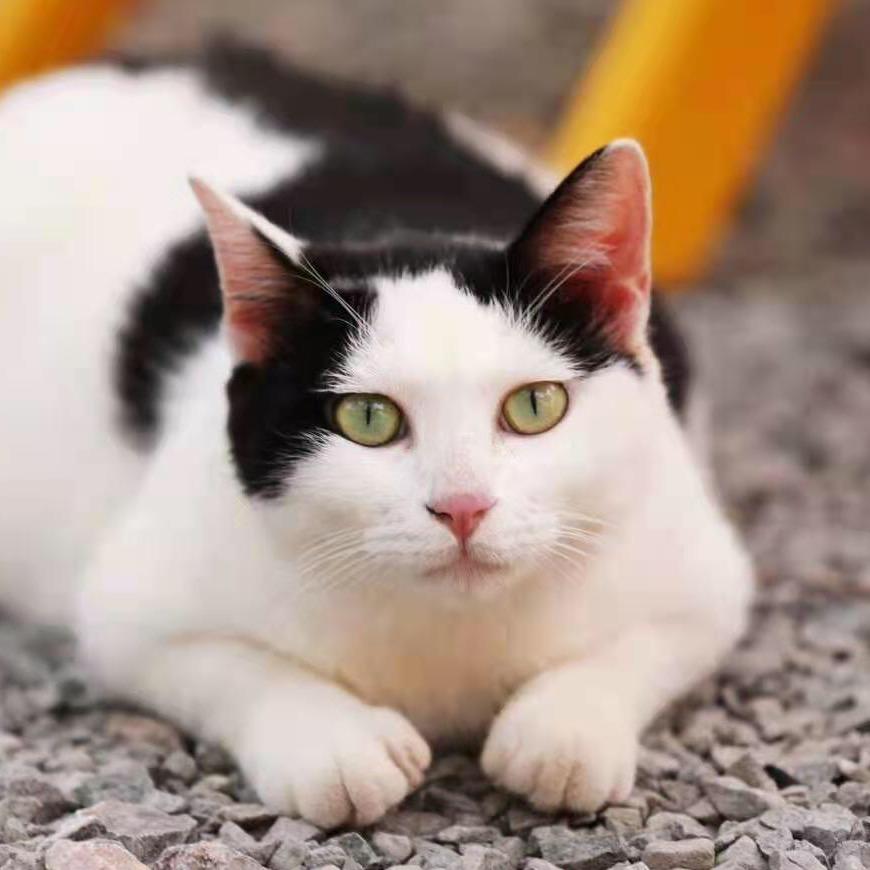 糗多猫dei