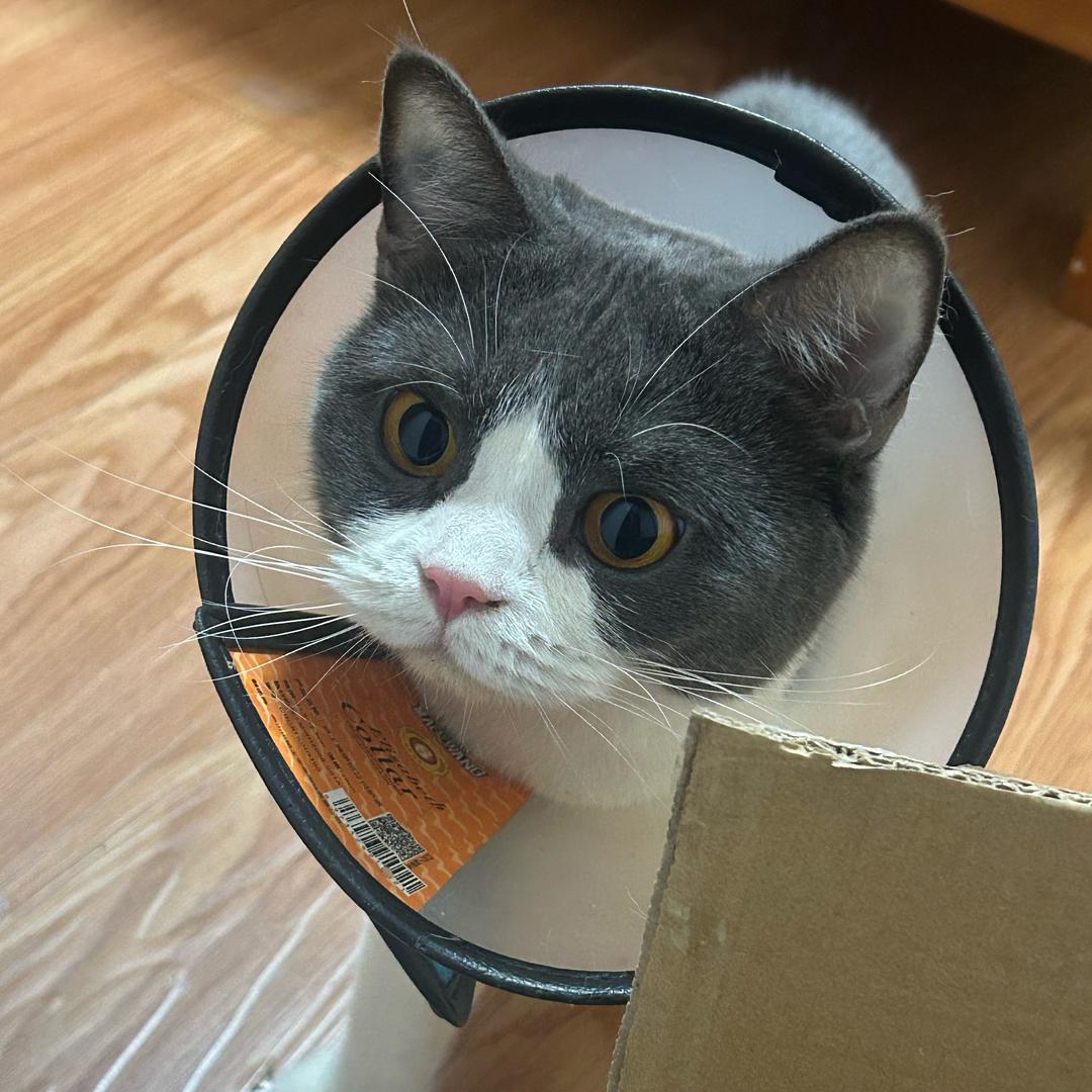 蓝来来