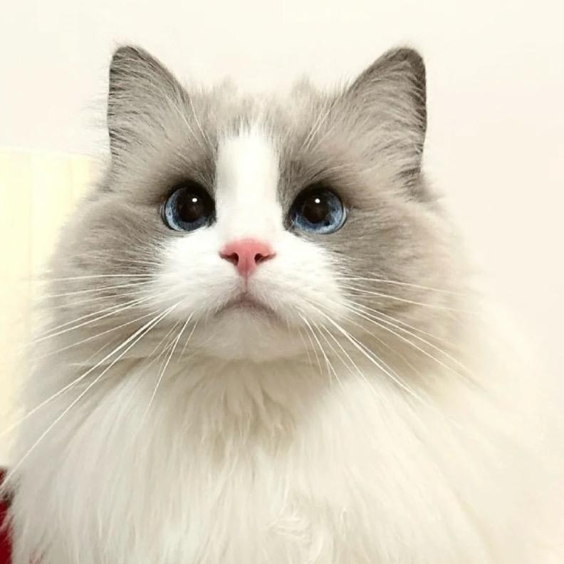 Kemmi小布偶洗护