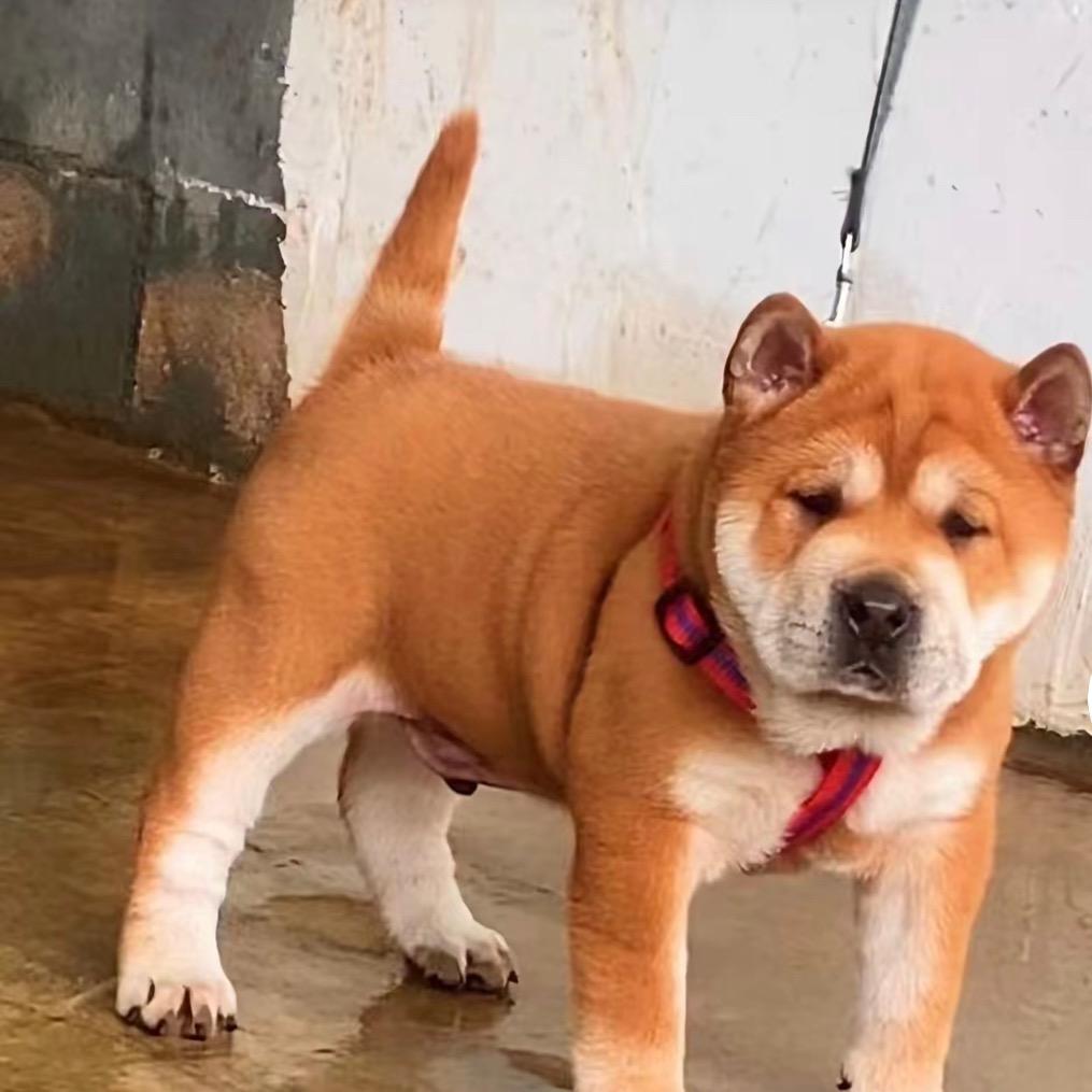 868猎犬精选