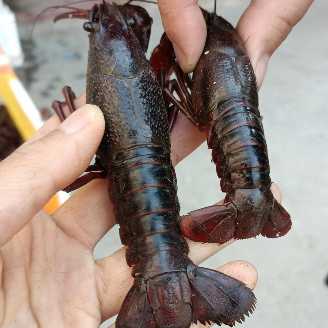 兰州亿来天天鲜水产