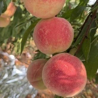 森成果树苗木专营店