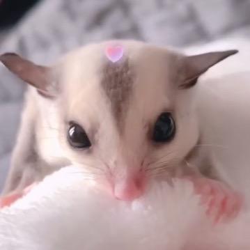 小雅家的蜜袋鼯