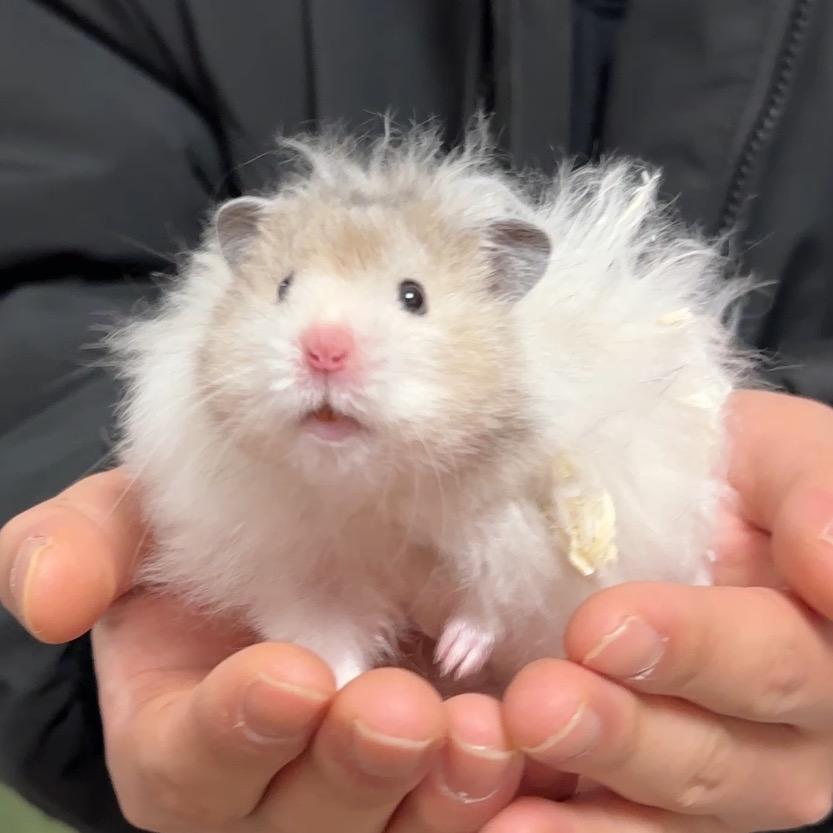 丸子熊舍