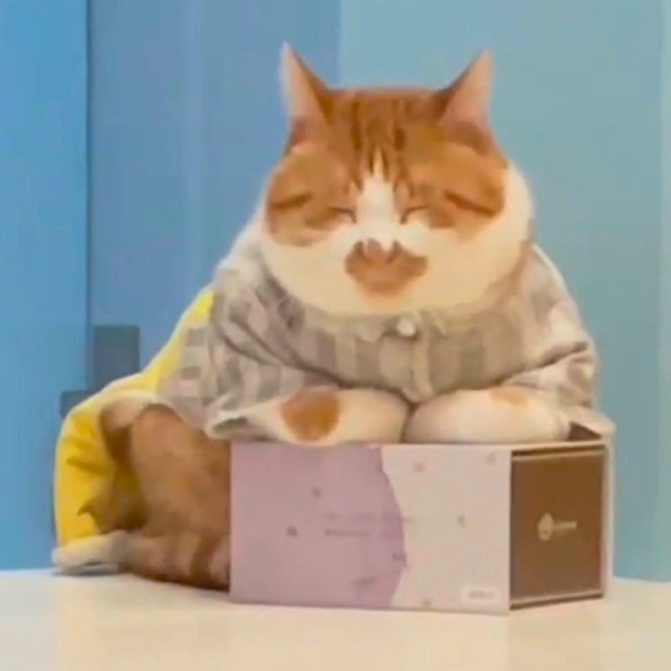 爱吃猫草的小咪