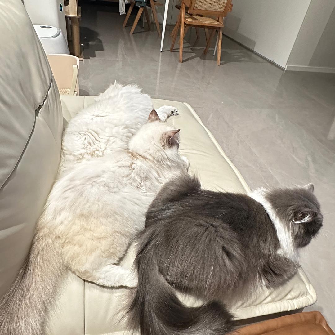 3️⃣猫的日常