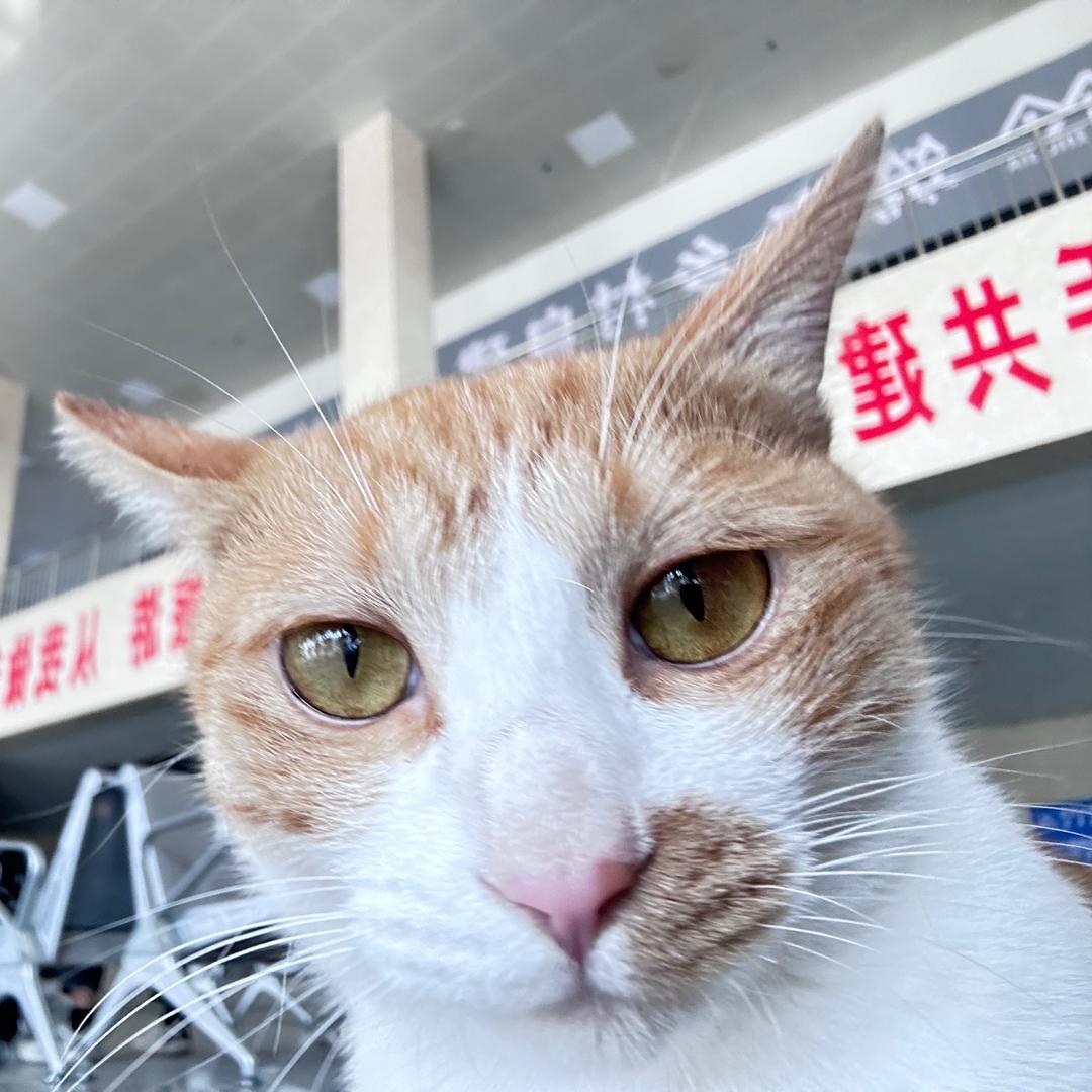不慌小张