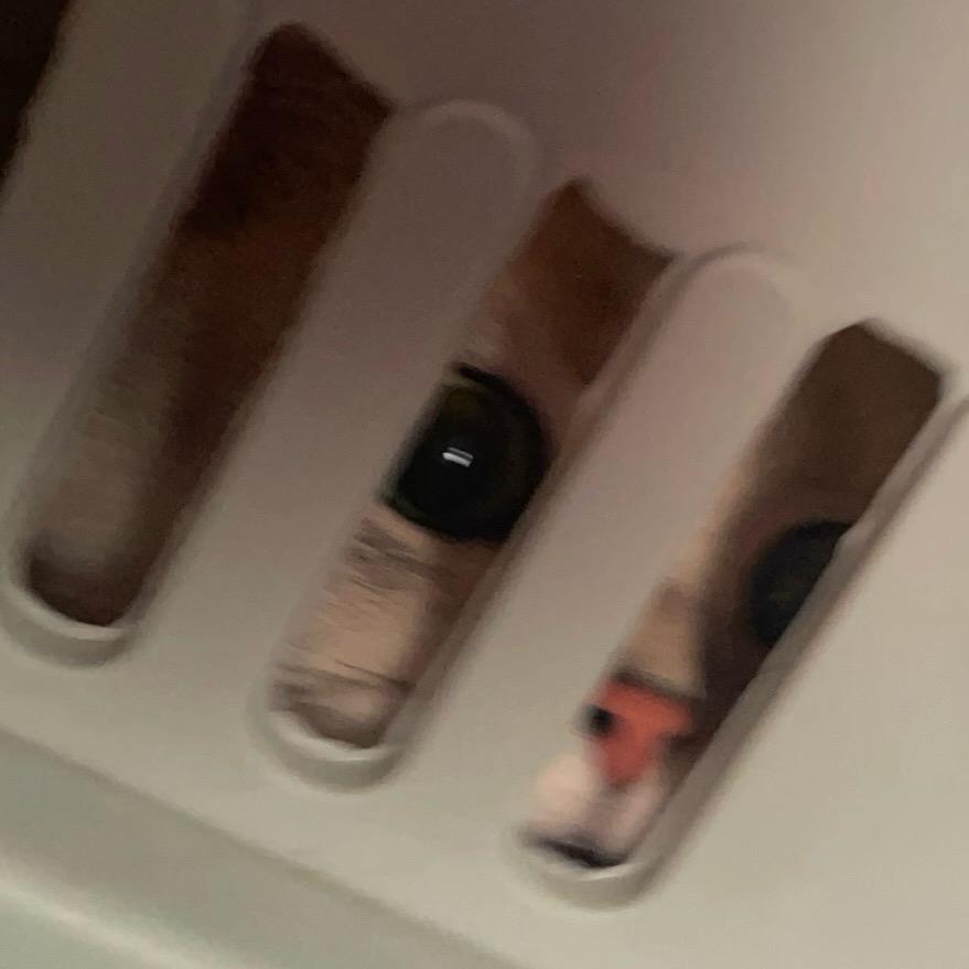 呜酱