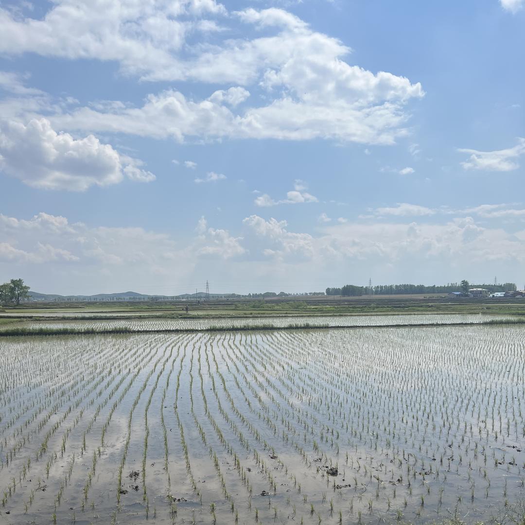 有诚意的五常大米