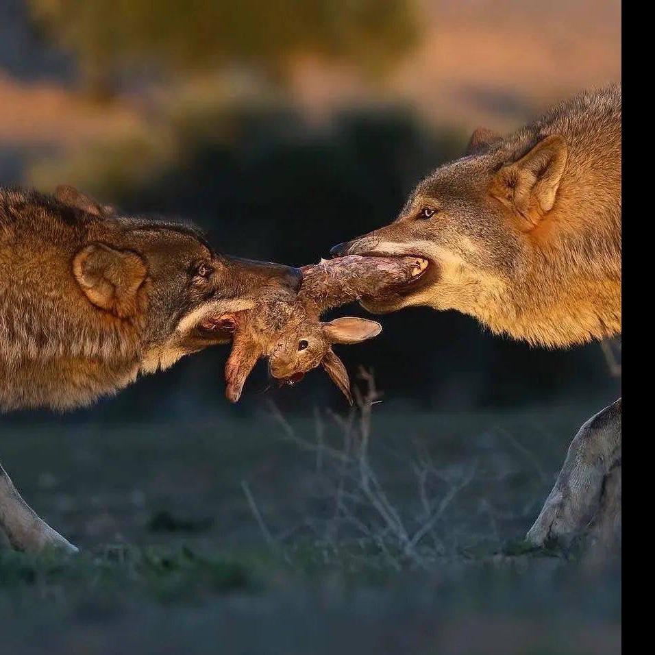 ་🐅་🐅་🐅་🐅་🐅་🐅🐅