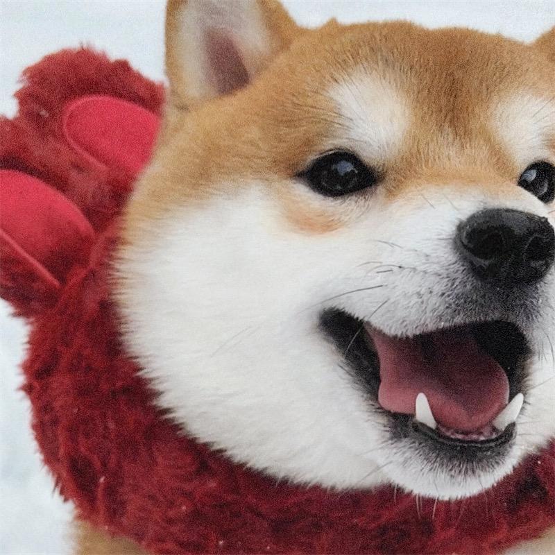 Dai0FF