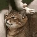 QQ肠头像
