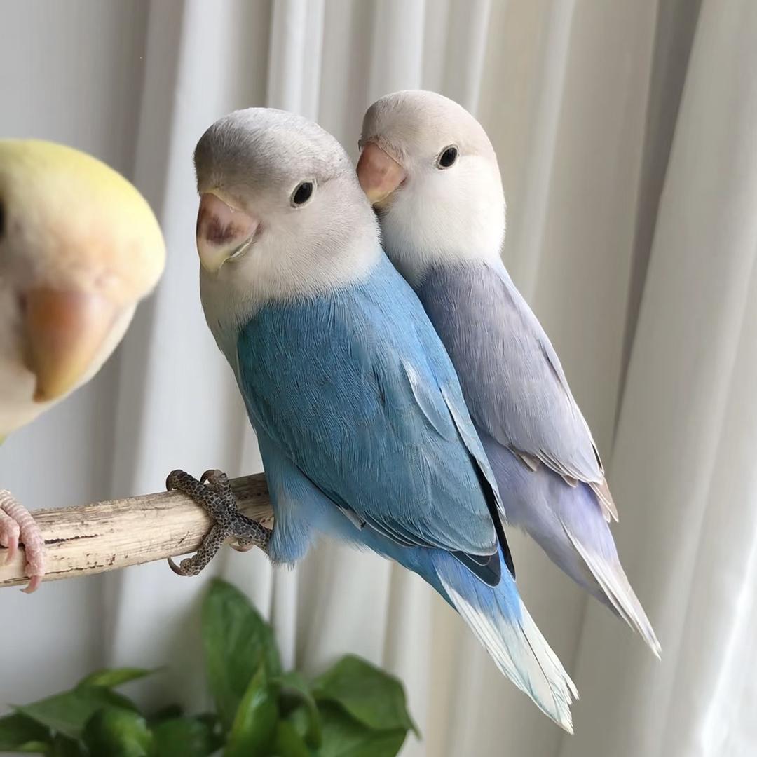 陈小白牡丹鹦鹉馆