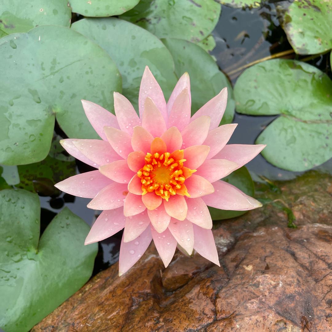 🍃深度思考🍃