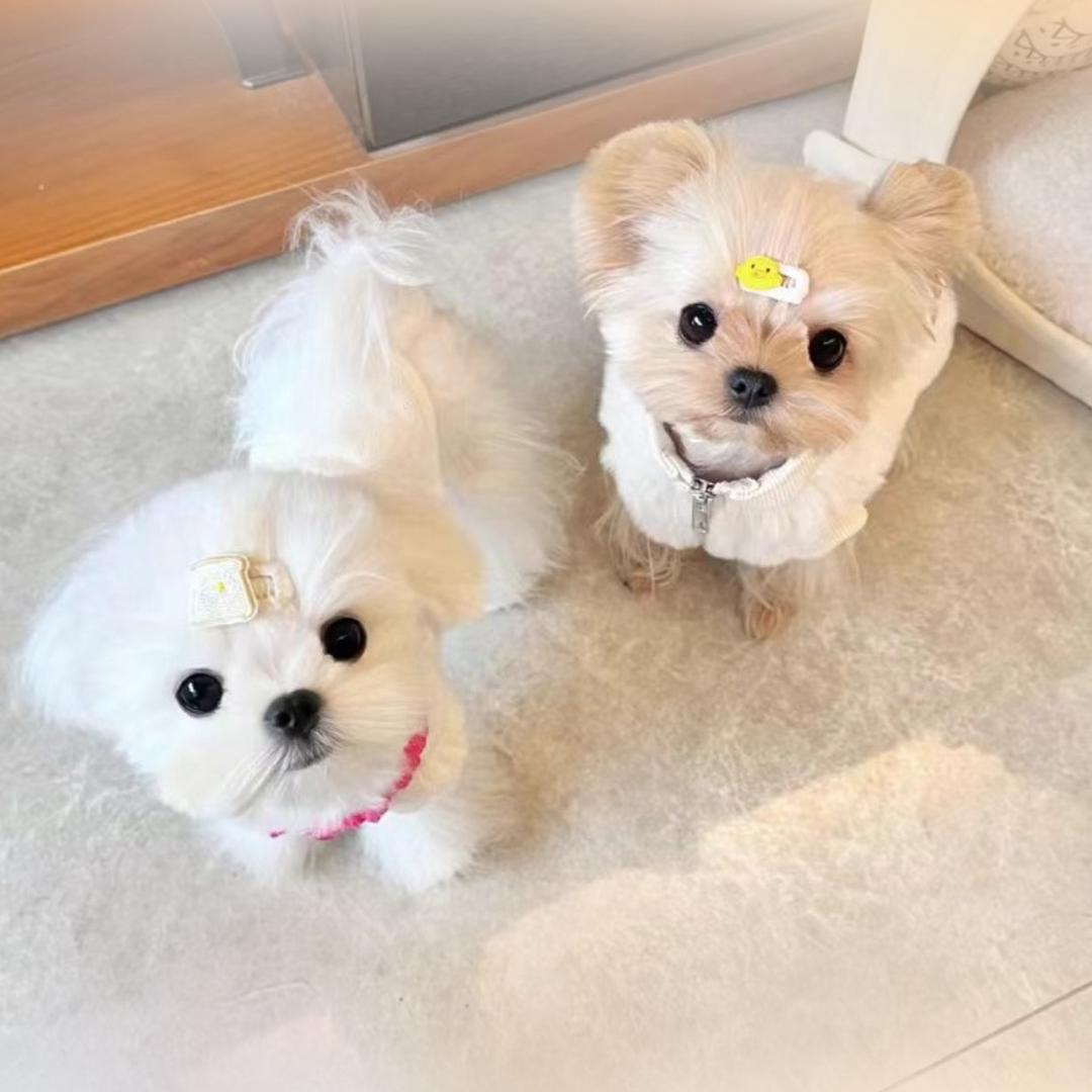 杀手白