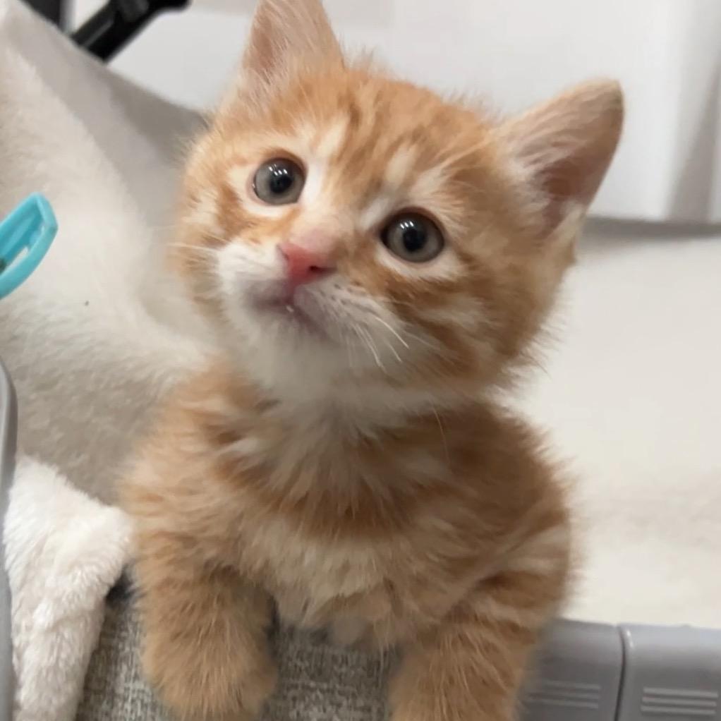 嘉树是只小橘猫