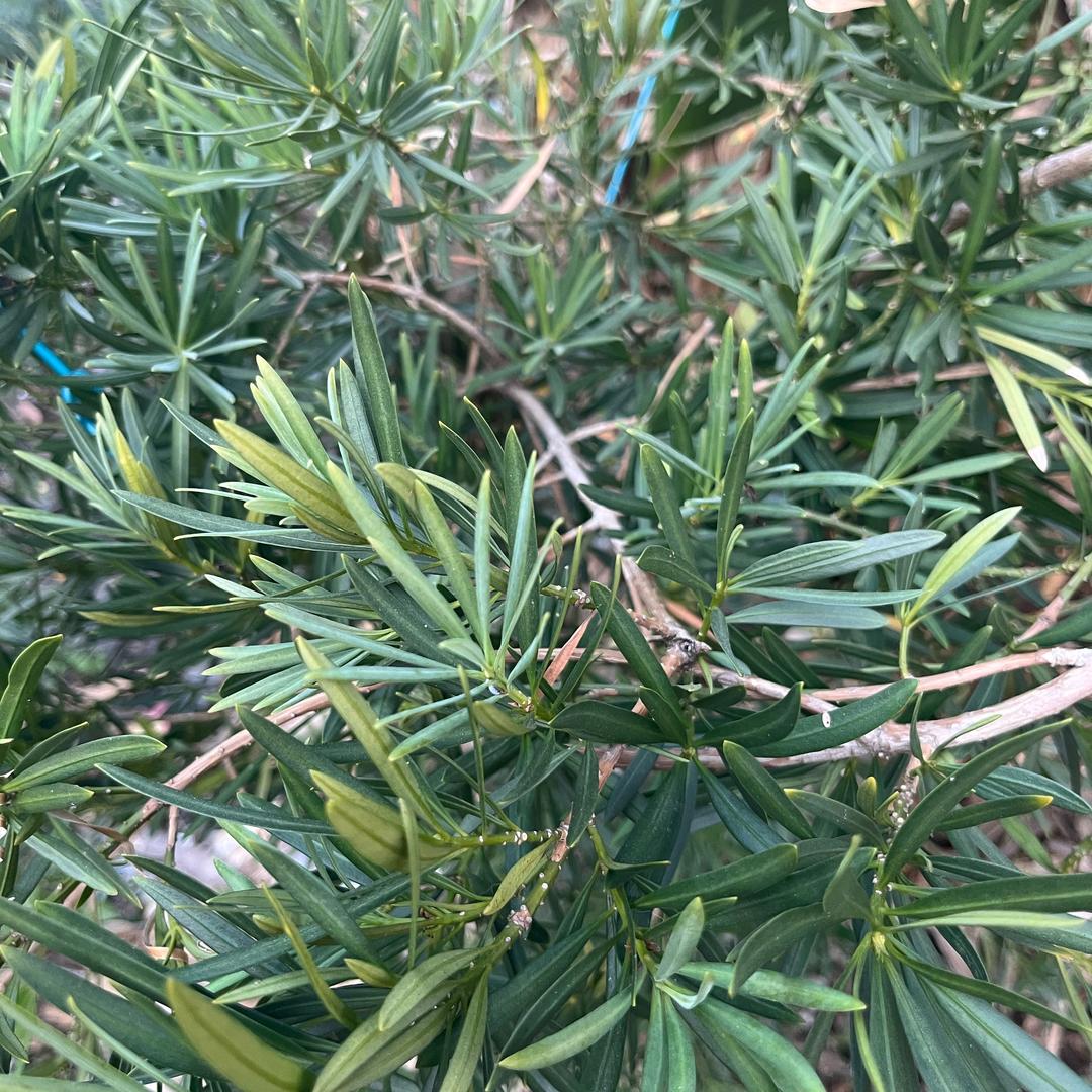 孙家草药346663518晓海