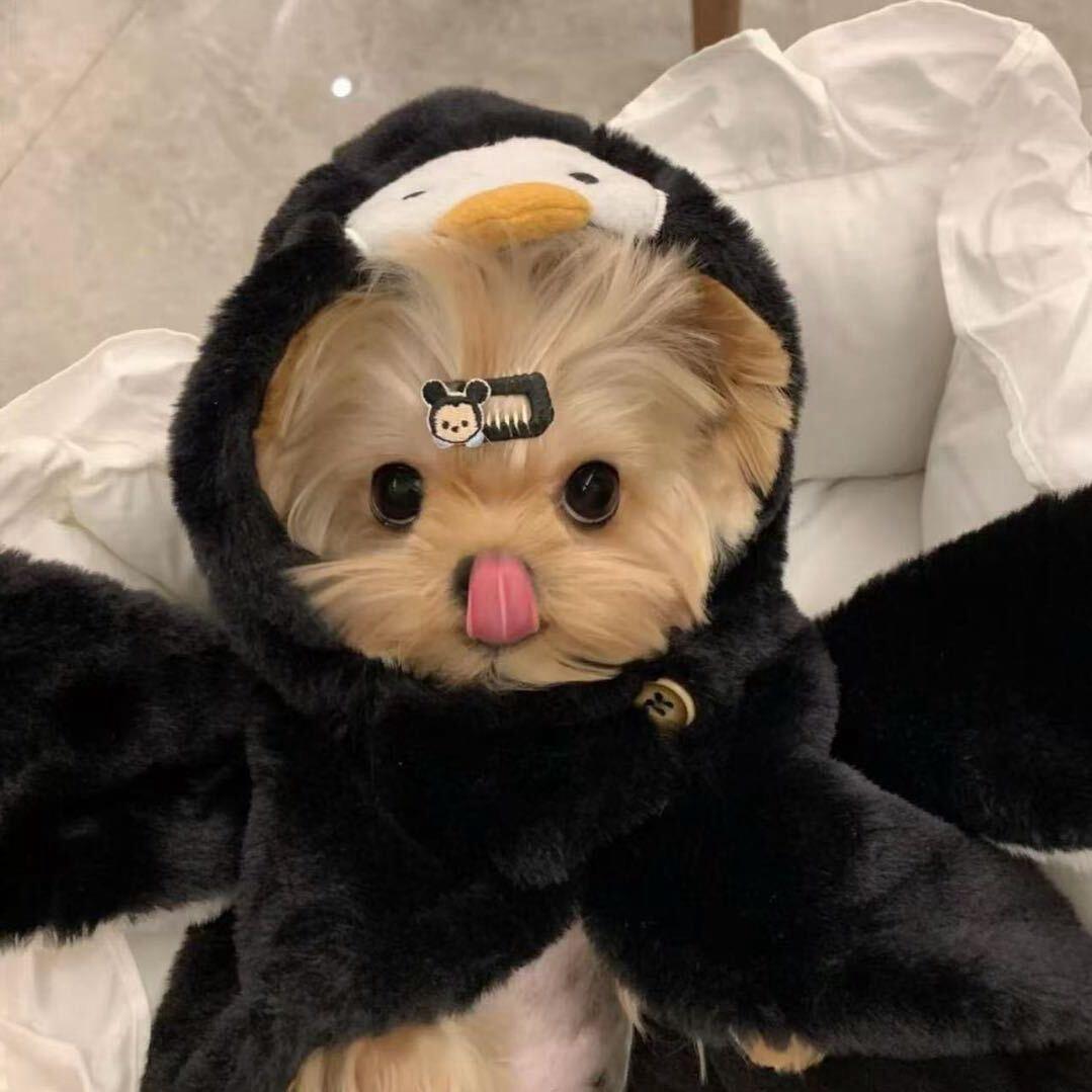绝缘体
