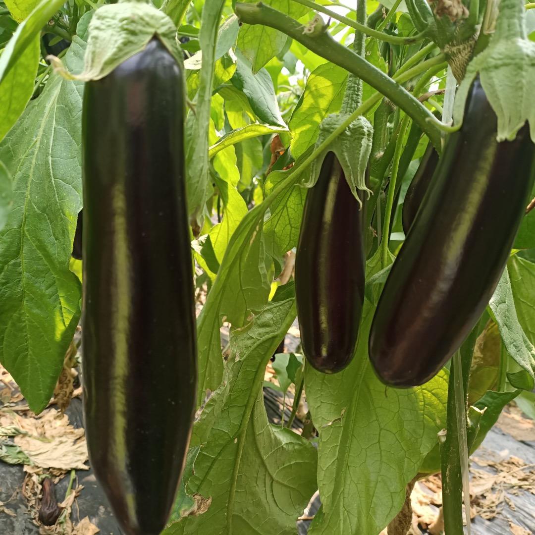 法奎植保  山东寿光